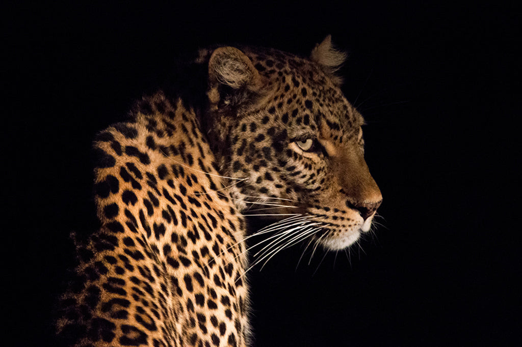 Cum am creat Black Leopard, primul ceas cu cadran de lemn de palmier negru, din lume?