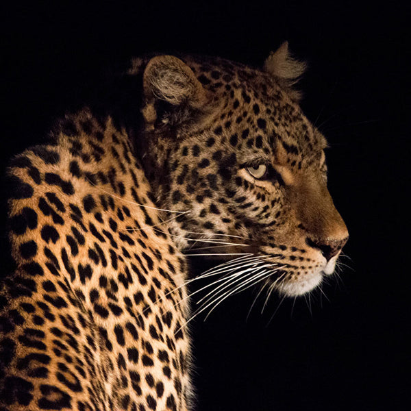 Black Leopard, ceas NOAH din lemn